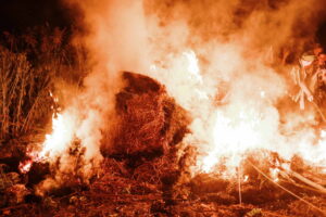 Macvanska lila Belotic 2024_251